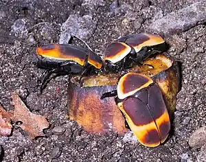 P. marginata peregrina an Banane