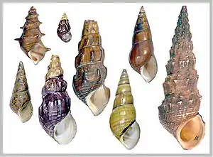 Schalen verschiedener Pachychilidae-Arten