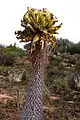 Pachypodium namaquanum