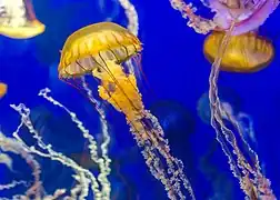 Chrysaora fuscescens (Pazifik-Quallen)