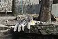 Sibirisches Tigerpaar