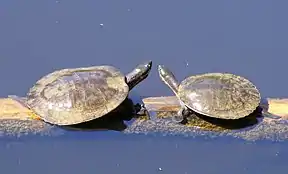 Süßwasserschildkröten