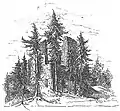 Zeichnung der Ruine von Max Kleiber, 1900