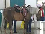 Palomino mit Sooty
