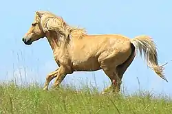 Sumba-Pony