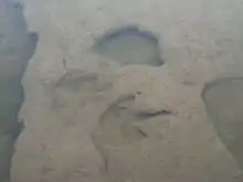 Theropodenabdruck im Wasser