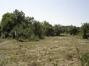 Vegetation im Eichen-Ulmen-Wald, sogenannter „Pannonischer Hain“