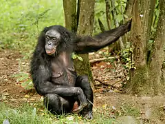 Bonobo (Pan paniscus)
