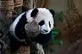 Großer Panda