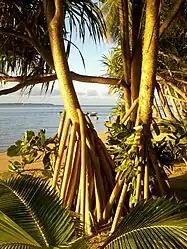 Strand in Vailala