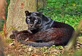 Jaguar (Panthera onca), (schwarze Morphe)