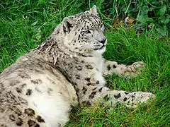Schneeleopard (Panthera uncia)