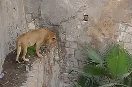 Löwe