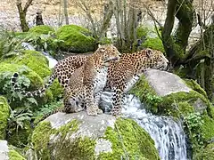 Sri-Lanka-Leoparden