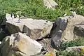 Papageientaucher, Tordalke und nistende Krähenscharbe