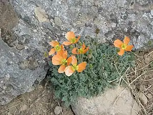Habitus von Papaver lapeyrousianum