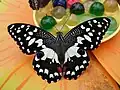 Schmetterling im Haus der Schmetterlinge