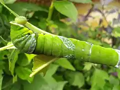 Ausgewachsene Raupe