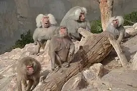 Mantelpaviangruppe