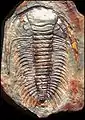 Paradoxides davidis – Paradoxidide