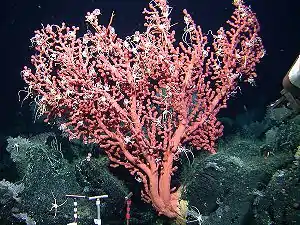 Paragorgia sp.