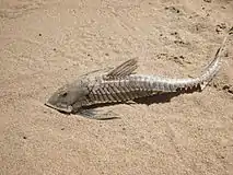 Paraloricaria vetula