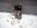 Larve an einer Gewächshausspinne