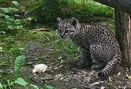 Kleinfleckkatze (Leopardus geoffroyi)