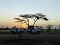 Safari-Fahrzeuge