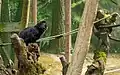 Springtamarin