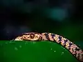 Pareas hamptoni im Cuc Phuong Nationalpark
