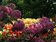 Rhododendren im Park der Gärten Rostrup