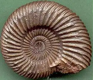 Ammonit Parkinsonia parkinsoni