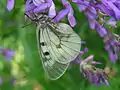 Schwarzer Apollo (Parnassius mnemosyne)