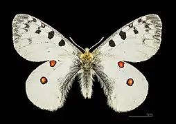 ♂