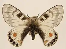Parnassius stoliczkanus