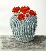 Parodia haselbergii