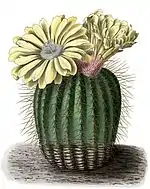 Parodia schumanniana