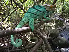 Chamäleon