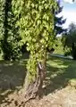 Parthenocissus quinquefolia 'Engelmannii', gut kletternde Sorte des Wilden Weins