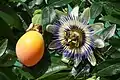 Blüte mit reifer Frucht