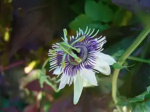 Passiflora morifolia