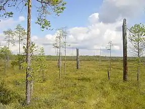Hochmoor im Patvinsuo