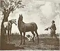 Paulus Potter: Die Pferde des Statthalters