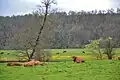 Die Niederungen der Grêne bei Chabanais