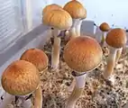 Psilocybe cubensis enthält Psilocybin und Psilocin