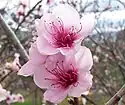 Pfirsichblüte