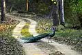 Pfau