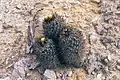 Eine Gruppe mit dichter Bedornung (Utah).
