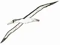 Rekonstruktion des Flugbilds von Pelagornis chilensis
